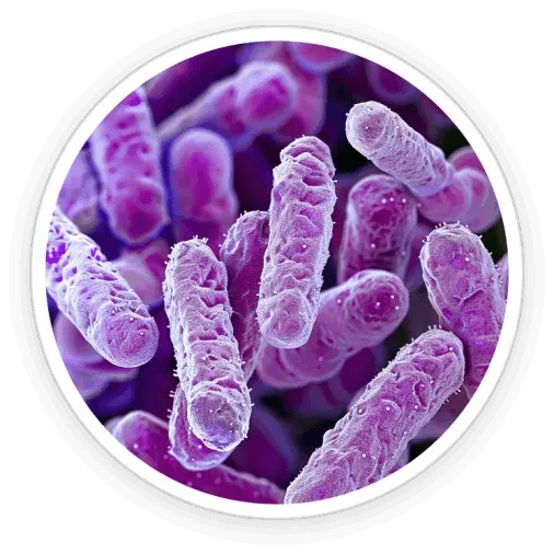 Lactobacillus Reuteri